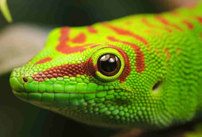 Дневной мадагаскарский геккон S